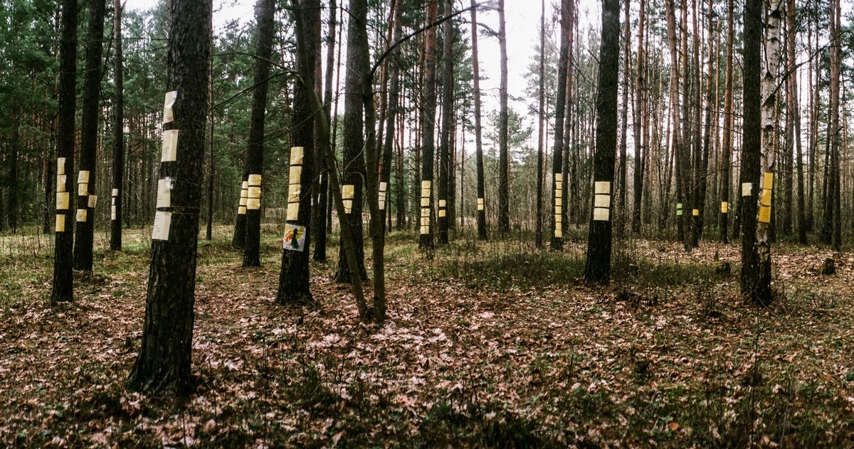 Bäume mit den Namen und Portraits europäischer Juden, die im Wald von Blagowschtschina getötet wurden, einem Ort der Massenermordungen in der Vernichtungsstätte von Maly Trostinez. Diese selbsterrichtete Gedenkstätte wurde von der österreichischen Initiative IM-MER im Jahr 2010 organisiert, Minsk 2017 / © Foto Maxim Sarychau 